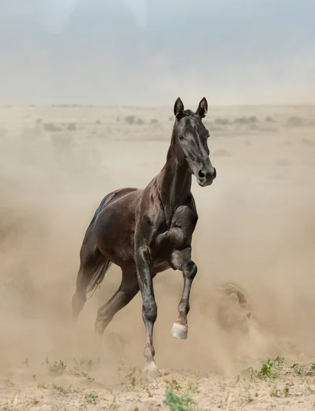 Reinrassiger junger Stalion läuft in der Wüste — Stockfoto