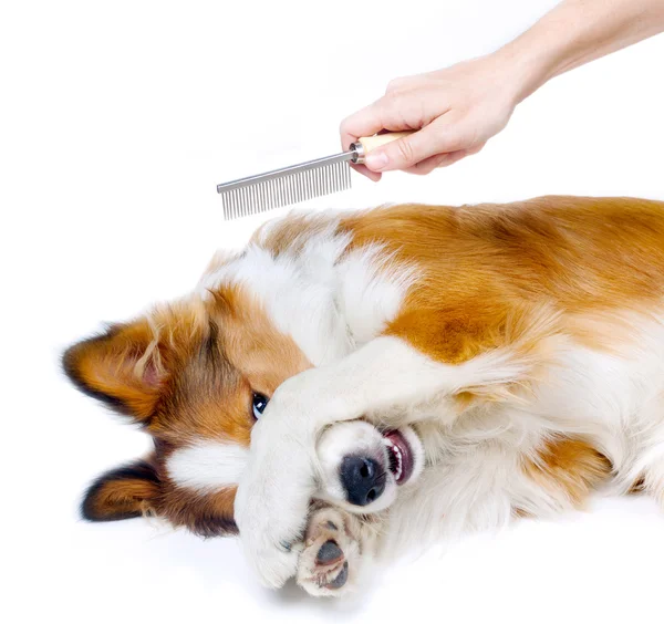 Funny dog showing fear of grooming — Stock Photo, Image