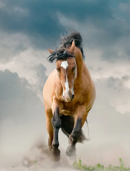 Semental corriendo — Foto de Stock