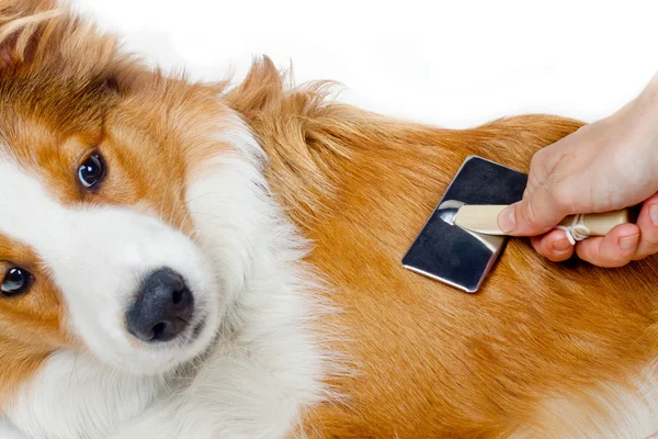 Pflege für Hundehaare — Stockfoto