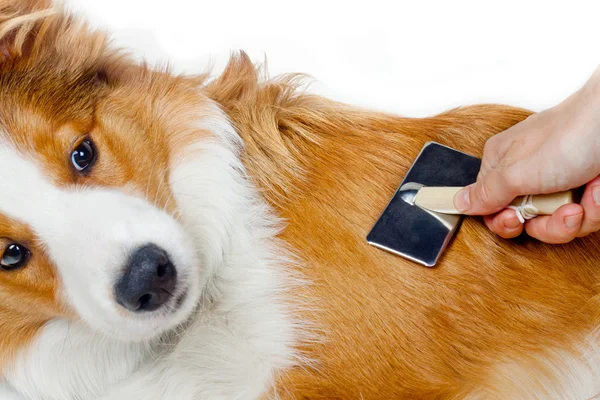 Cuidado del pelo de perro — Foto de Stock