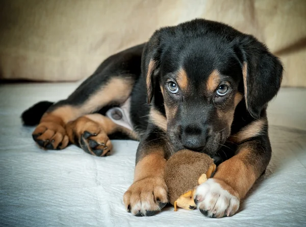 Cachorro rotweiler misto — Fotografia de Stock