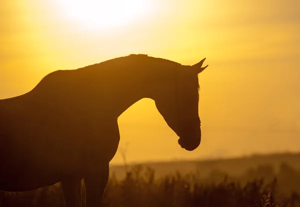 Cheval arabe au coucher du soleil — Photo