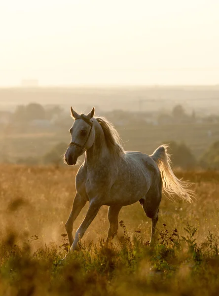 Arabian horse in sunset — Stock Photo, Image