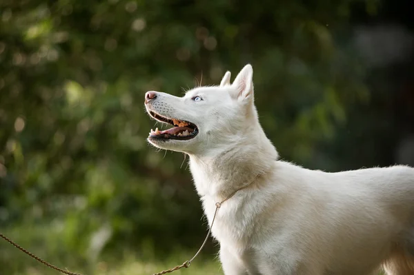 Husky dog — Stock Photo, Image