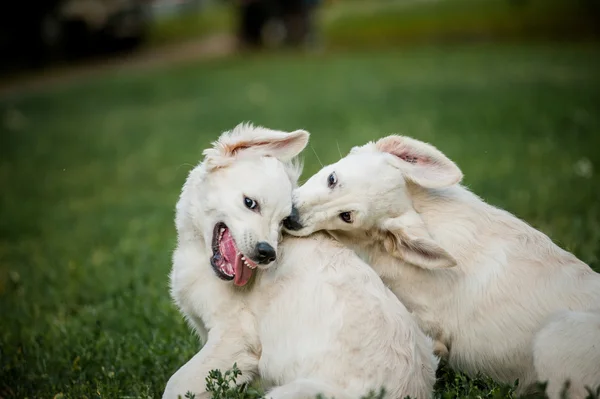 Golden retriever puppies playing — Stock Photo, Image