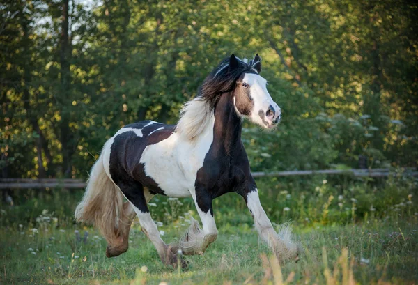 Gypsy paard lopen — Stockfoto