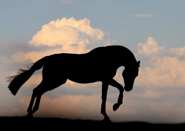 Chestnut stallion runs — Stock Photo, Image