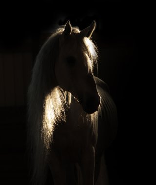 horse in shadow clipart