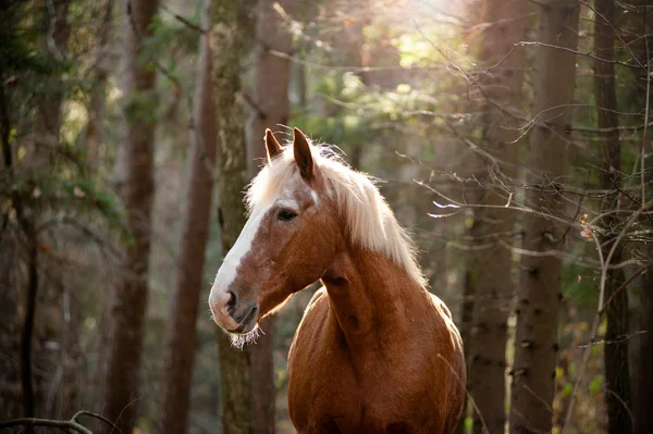 Häst i skogen — Stockfoto