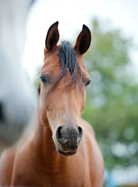 Arabian horses close up — Stock Photo, Image