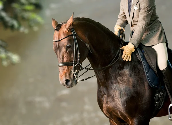 Cavaliere su un cavallo — Foto Stock