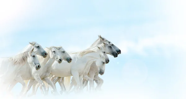 Witte paarden kudde — Stockfoto