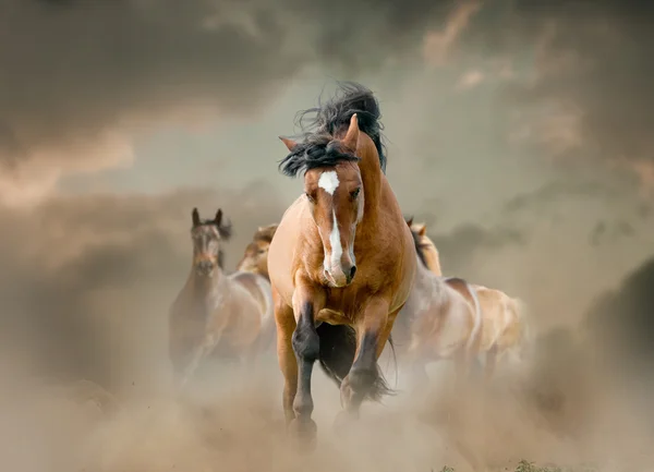 Paarden in stof — Stockfoto