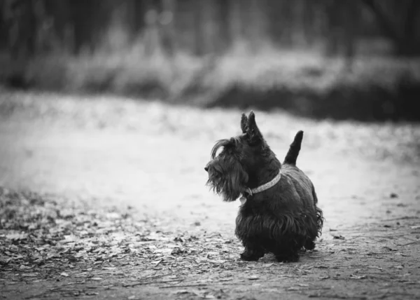 Scotch terrier no outono — Fotografia de Stock