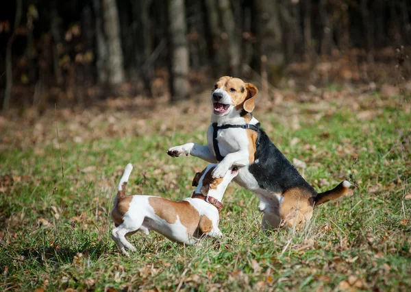 Beagle Hunde Spielen Park — Stockfoto © 5seconds 202560508