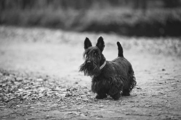 Skotch terrier — Fotografia de Stock