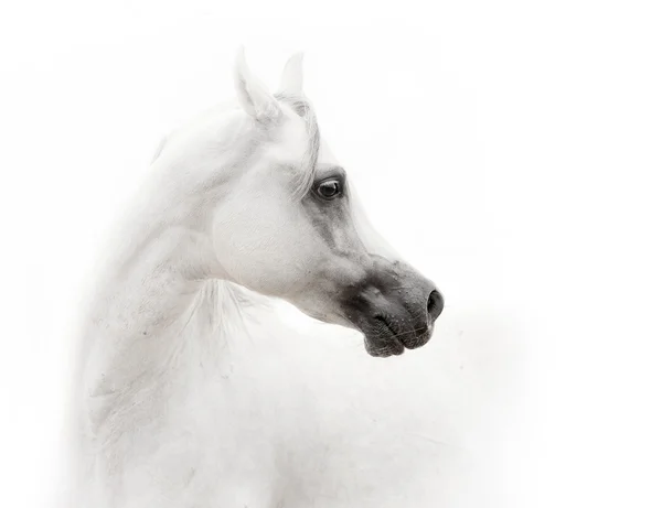 Witte Arabische paard — Stockfoto