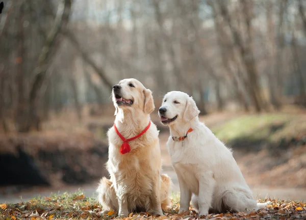 Golden Retrievers — Fotografia de Stock