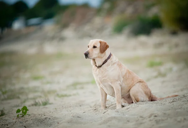 Labrador retriever bir kum üzerine oturan — Stok fotoğraf