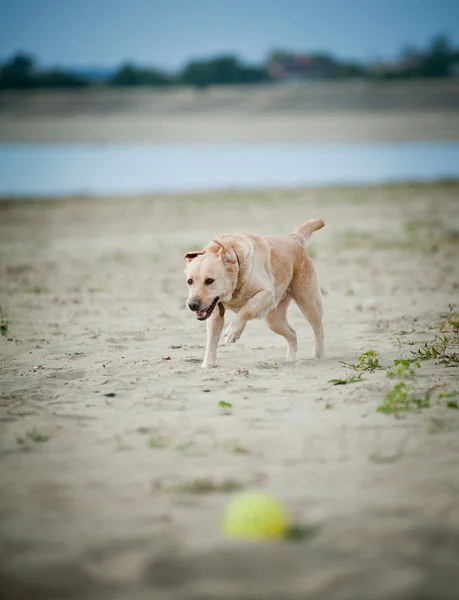 Labrador je spuštěn pro míč — Stock fotografie