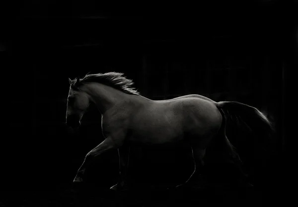 Білий кінь біжить у темряві — стокове фото