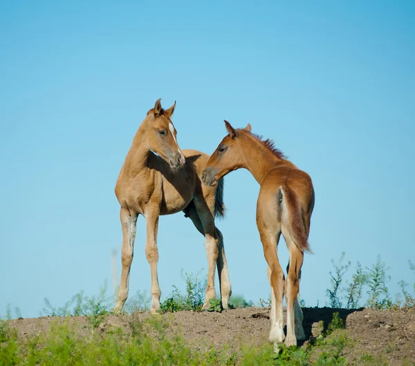 Fohlen — Stockfoto