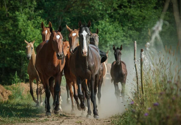 Troupeau de chevaux — Photo