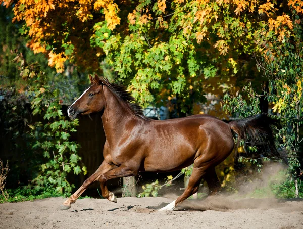 Häst på hösten — Stockfoto