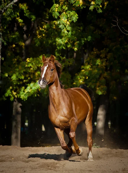 Corsa di cavalli in autunno — Foto Stock