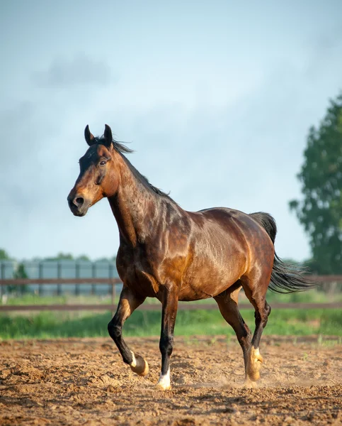 Cavalo em paddock — Fotografia de Stock