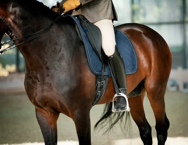 Horse riding — Stock Photo, Image
