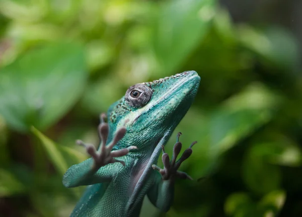 캐롤라이나 Anole 도마뱀 — 스톡 사진