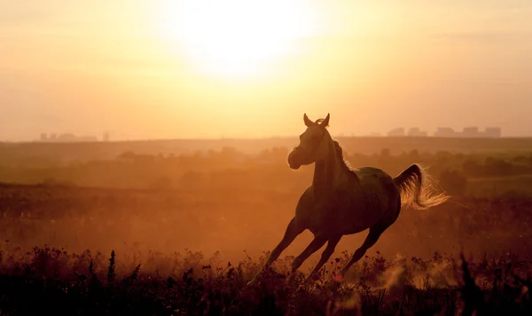 Arabský plnokrevník silueta na sunset — Stock fotografie