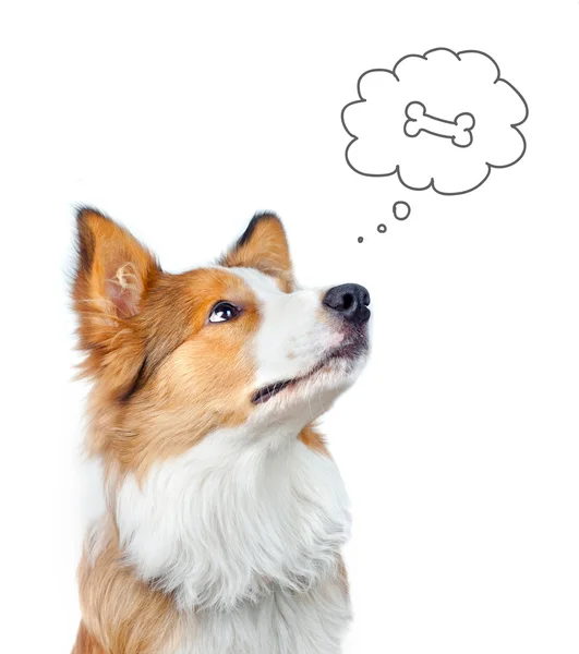 Border collie dog dreaming of food — Stock Photo, Image