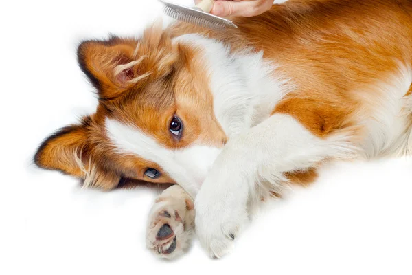 Cão engraçado mostrando medo de aliciamento — Fotografia de Stock