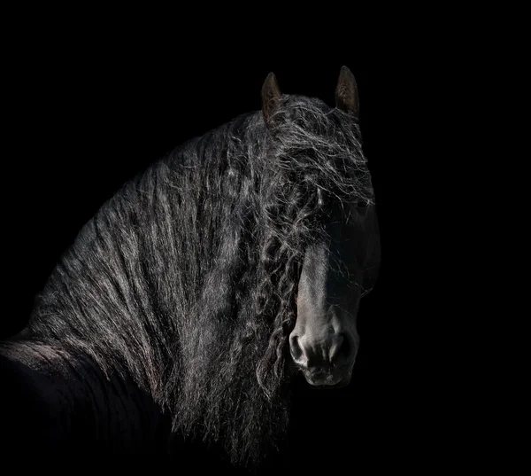 Armăsar friesian — Fotografie, imagine de stoc