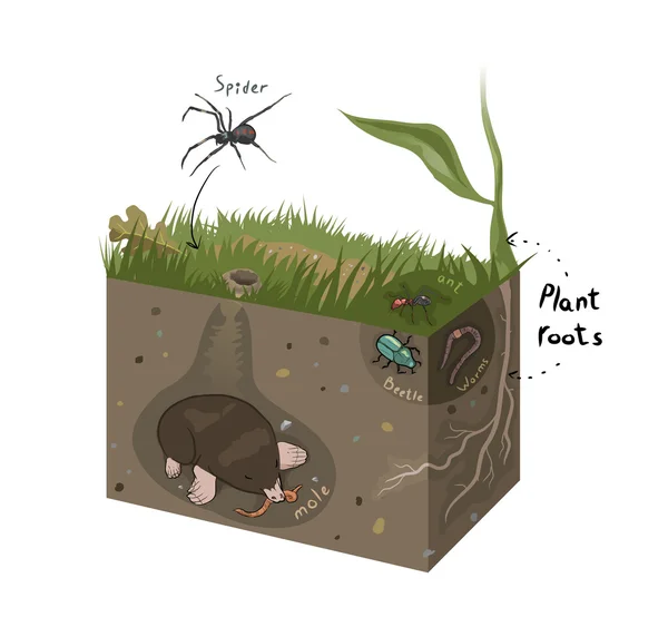 Vector graphic diagram of soil — Stock Vector