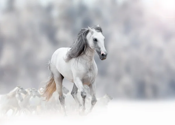 Witte Andalusische hengst — Stockfoto