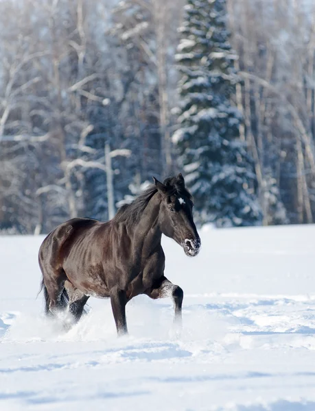 Svart häst i vinter — Stockfoto