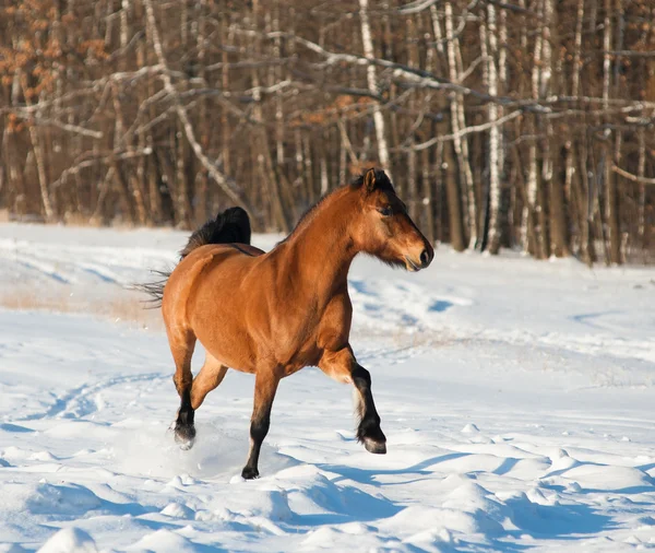 Häst i vinter — Stockfoto