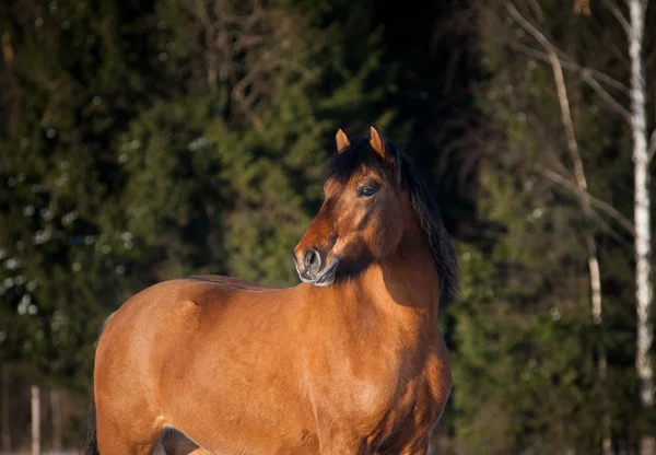 Pferd im Winter — Stockfoto