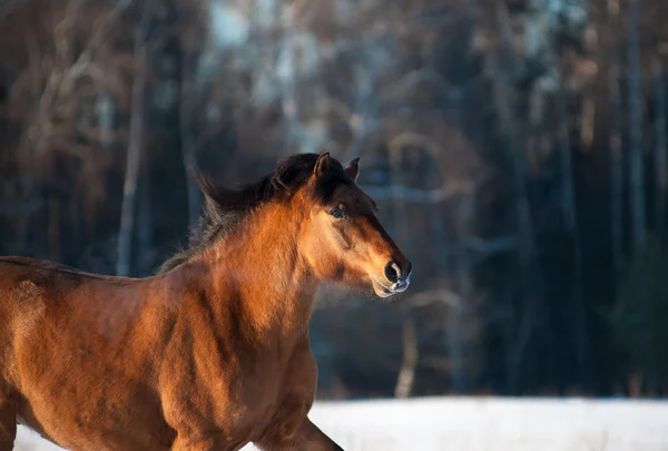 Cheval en hiver — Photo