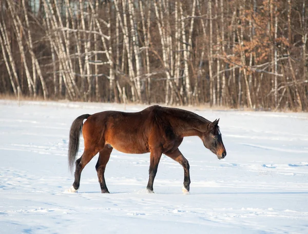 Cheval en hiver — Photo