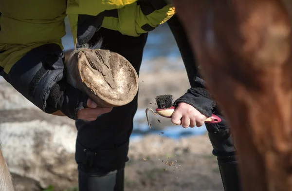 Picking a hoof with a hoof pick — Stock Photo, Image