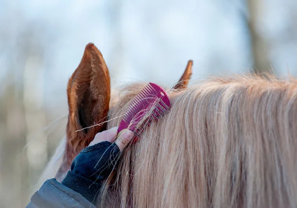 馬の毛づくろい — ストック写真