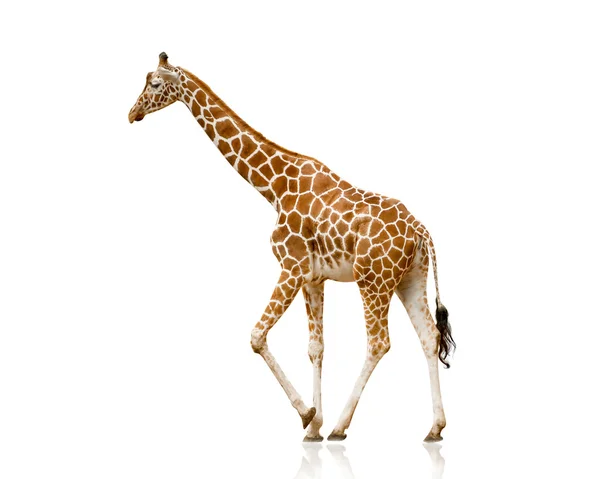Zsiráf elszigetelt fehér — Stock Fotó