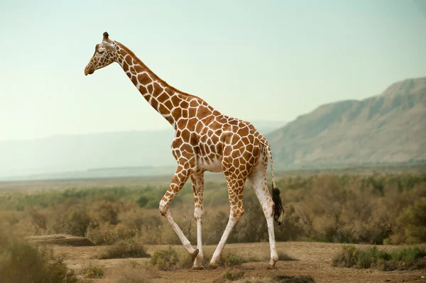 Giraffe läuft in Wüste — Stockfoto