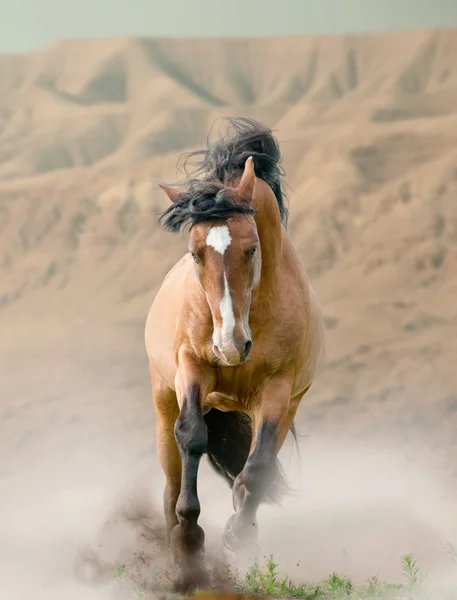 Caballo en el desierto — Foto de Stock