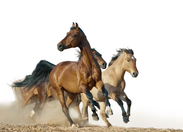 Cavalos correm em um selvagem — Fotografia de Stock